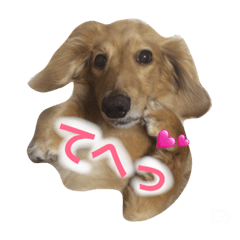 [LINEスタンプ] ダックスのくうちゃん
