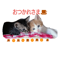 [LINEスタンプ] おから・もずく