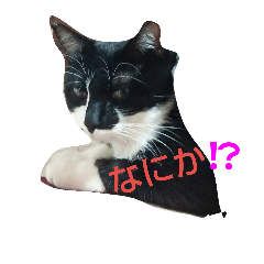 [LINEスタンプ] ウチの猫ども