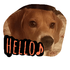 [LINEスタンプ] 我が家わんこ