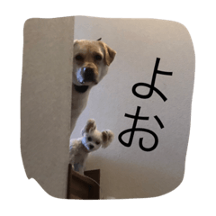 [LINEスタンプ] こむ