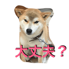 [LINEスタンプ] 色々な写真