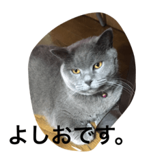 [LINEスタンプ] 猫ですがよしおです。