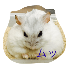 [LINEスタンプ] 溢れるハムスター