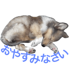 [LINEスタンプ] ラフコリーの日常会話