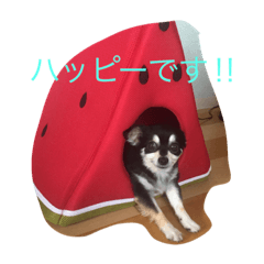 [LINEスタンプ] パピコ2