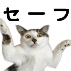 [LINEスタンプ] 猫のがんちょスタンプの画像（メイン）