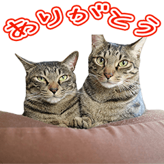 [LINEスタンプ] すりーにゃんず