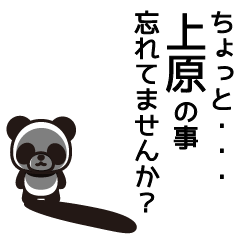 [LINEスタンプ] 上原はネコ派です