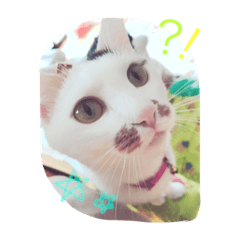 [LINEスタンプ] わんにゃん♡
