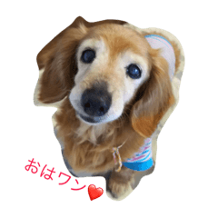 [LINEスタンプ] 超癒し犬 ダックス あいすちゃん
