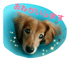 [LINEスタンプ] さかいんちのいぬたち