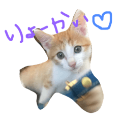 [LINEスタンプ] 子猫のもんきち
