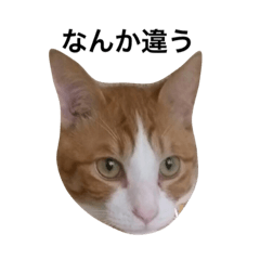[LINEスタンプ] ぽんたと愉快な仲間たち