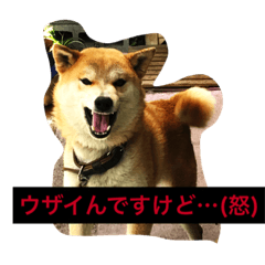 [LINEスタンプ] 犬の写真