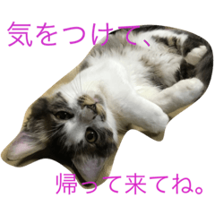 [LINEスタンプ] 我が家の猫達NO1
