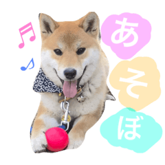 [LINEスタンプ] 柴犬  やまと