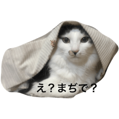 [LINEスタンプ] 我が家のふーちゃん