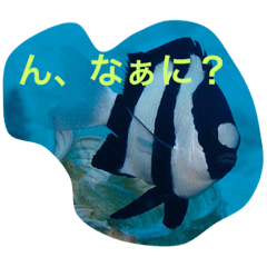 [LINEスタンプ] 日本の魚たち No1