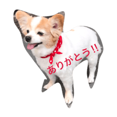 [LINEスタンプ] クーちゃん‼︎