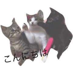 [LINEスタンプ] うちの猫！