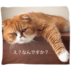 [LINEスタンプ] たますたんぷ