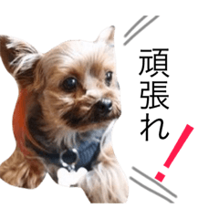 [LINEスタンプ] かぞく♡♡