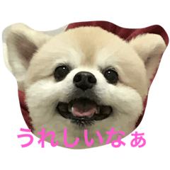 [LINEスタンプ] ポメラ二生活