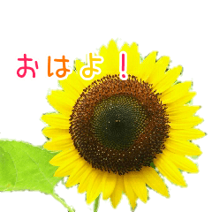 [LINEスタンプ] 大切な人に贈る挨拶花スタンプ