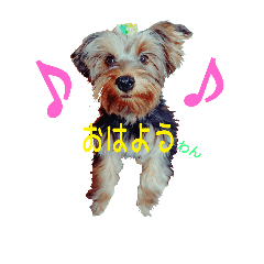 [LINEスタンプ] ヨークシャーテリアのロコちゃん2