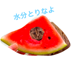 [LINEスタンプ] あきちゃああん