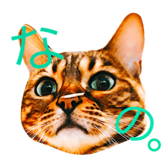 [LINEスタンプ] てんもりこん