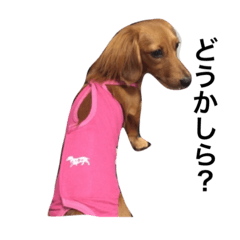 [LINEスタンプ] はじめてのミニチュアダックス日常会話2