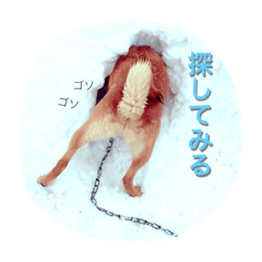 [LINEスタンプ] いぬ時々かめ