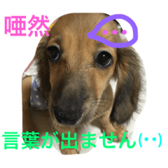 [LINEスタンプ] ちゃこちゃんのさり気なく物申す.4