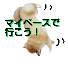 [LINEスタンプ] ポメラニアンDuffy 黒と赤その15