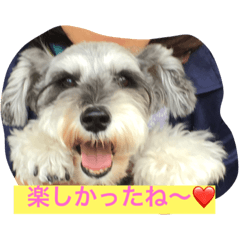 [LINEスタンプ] シュナのノエル