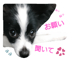 [LINEスタンプ] 子犬のパピヨン犬(白黒)