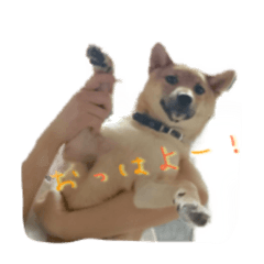 [LINEスタンプ] こたろー3