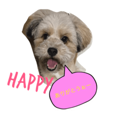 [LINEスタンプ] ポメプー ココの平凡な一日 パート2