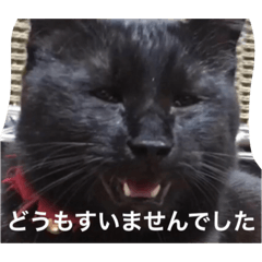 [LINEスタンプ] 黒猫のレイちゃん