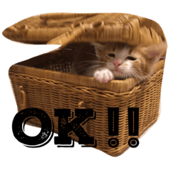 [LINEスタンプ] 毎日のゆるかわにゃん。