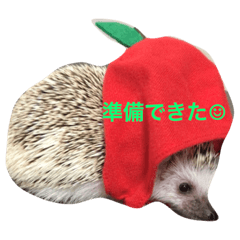 [LINEスタンプ] 日常生活で使える、ハリネズミのもぐの画像（メイン）