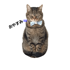 [LINEスタンプ] A stamp of an idol cat at our houseの画像（メイン）