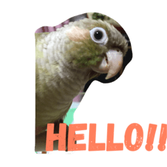 [LINEスタンプ] ウロコインコのろろちゃん