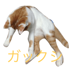 [LINEスタンプ] ネコ3匹スタンプ