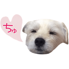 [LINEスタンプ] まっくすたんぷ修正版