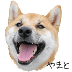 [LINEスタンプ] 柴犬やまと