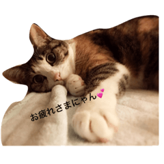 [LINEスタンプ] みけねこの夢ちゃん