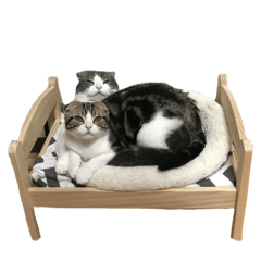 [LINEスタンプ] たんちゃちゃスタンプ